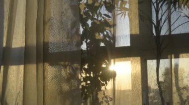 Altın Gün Doğumu Palma 'nın Vazosunda. Işık, güneşli bir pencereden perdenin altında dans eder..