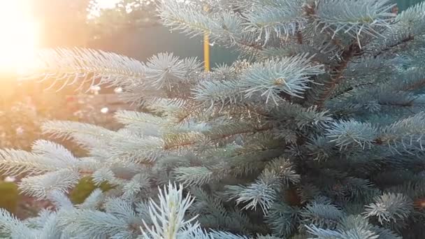 Sonnenstrahlen Licht scheint durch Zweige von Kiefernblättern im herbstlichen Wetter nass — Stockvideo