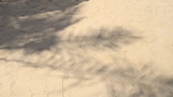 Sombra de palmeras en playa tropical — Vídeos de Stock