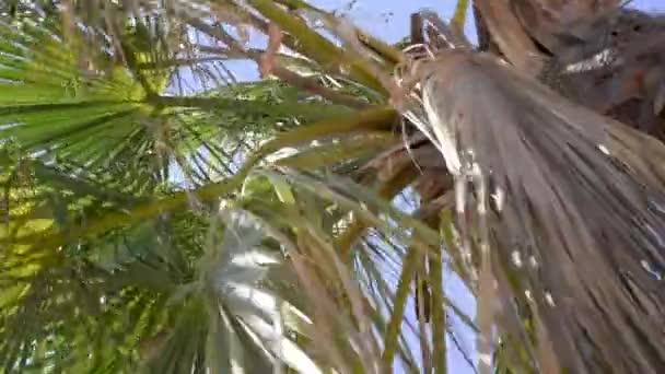 Datum palmy s větvemi pohybující se ve větru, list palmy na modré obloze — Stock video