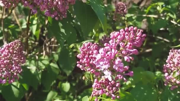 Frühjahrsblühende Bäume Flieder blüht im Garten im Vorfrühling Flieder — Stockvideo