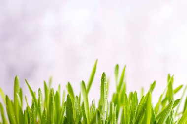 Taze yeşil çimen ve su damlaları beyaz üzerine düşer.