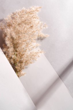 Gri arka planda sazlıklar tarafsız bej renginde. İskandinav eğilimi .