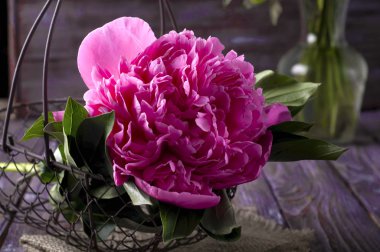 pembe çiçekler Şakayık 