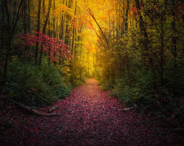 Διαδρομή ποδιών καλυμμένη με φύλλα που διασχίζει τα χρώματα της πτώσης Εικόνα Αρχείου