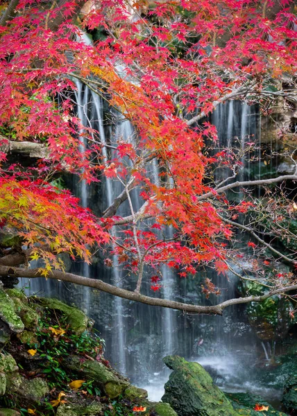 Fall Foliage στον ιαπωνικό κήπο Φωτογραφία Αρχείου