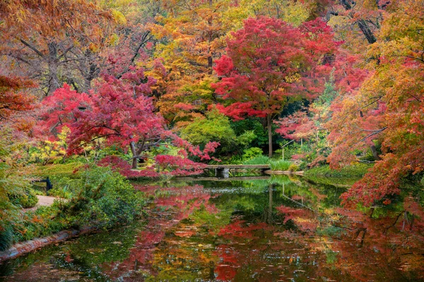 Fall Foliage στον ιαπωνικό κήπο Royalty Free Φωτογραφίες Αρχείου
