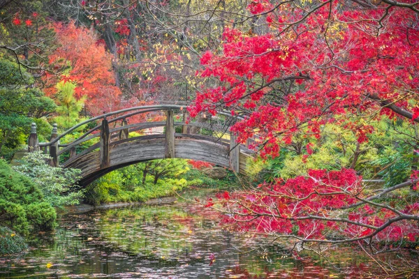 Follaje de otoño en el jardín japonés — Foto de Stock