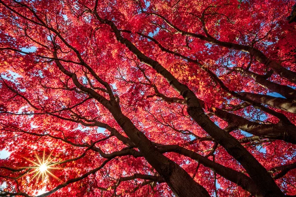 Πυρκαγιά κόκκινο ιαπωνικό σφένδαμο Εμφάνιση χρώμα πτώση Εικόνα Αρχείου