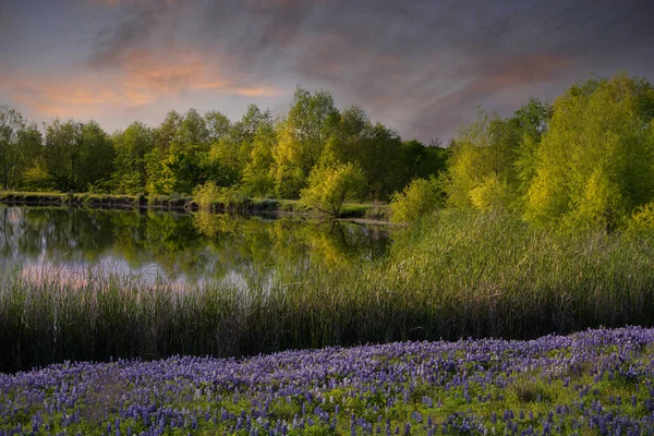 Campo de Bluebonnet sereno de Texas com reflexões da lagoa — Fotografia de Stock