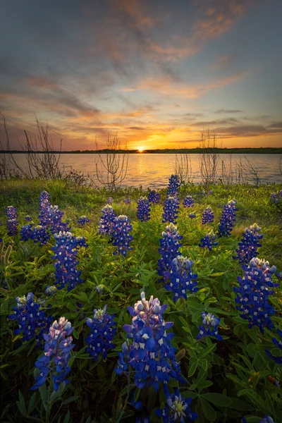 Pôr do sol impressionante sobre Bluebonnets e Lake Bardwell no norte do Texas — Fotografia de Stock