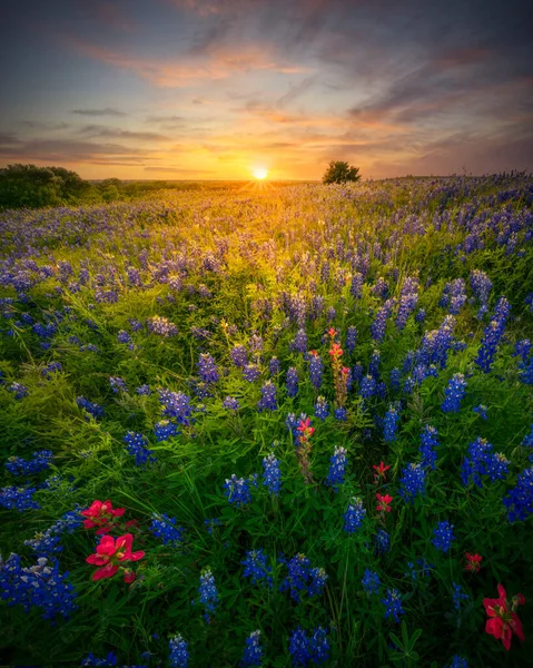 在得克萨斯州的野花田里，夕阳西下 — 图库照片
