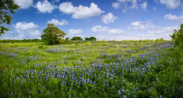 Γαλήνιο Bluebonnet γεμάτο ζυμαρικά στην αγροτική βόρειο Τέξας Φωτογραφία Αρχείου