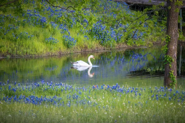Single Swan σε μια λίμνη του Τέξας Περιτριγυρισμένο από Bluebonnets Εικόνα Αρχείου