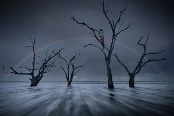 Magnifique arc-en-ciel encadrant les arbres sans feuilles sur la plage de Botany Bay — Photo