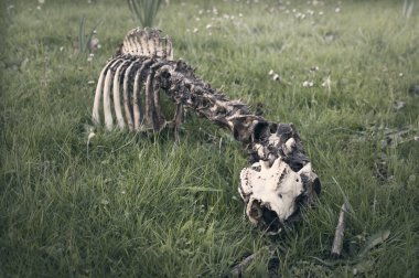 Ormanda - 3 ölü hayvan