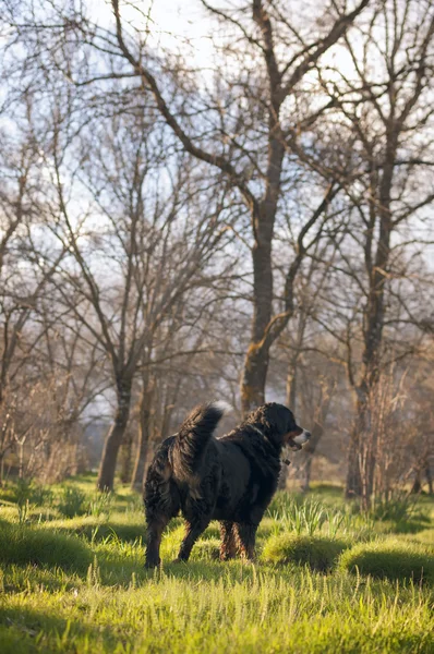 Portrait de chien en forêt printanière . — Photo