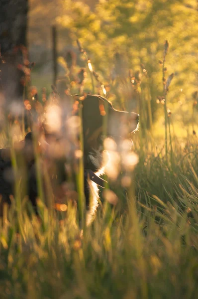 Dog in the grass at sunset — Stock Photo, Image
