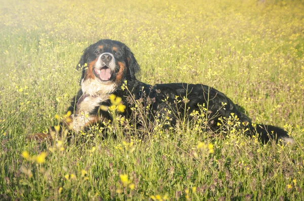 Bernese Mountain Dog retrato em flores cenário — Fotografia de Stock