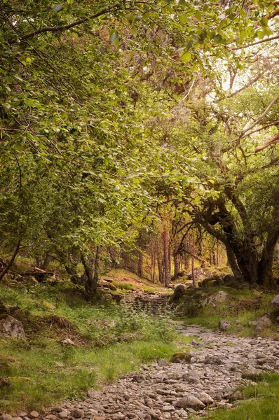 Estrada rochosa na floresta velha — Fotografia de Stock