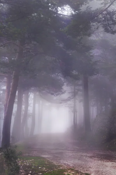 Nevoeiro na estrada da floresta — Fotografia de Stock