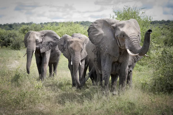 Rodzina słonie w mieście savanna Obrazy Stockowe bez tantiem