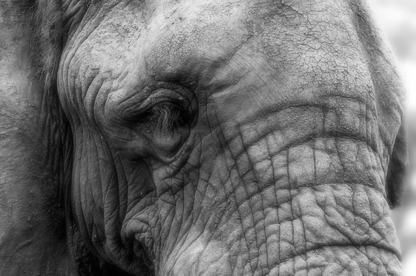 Gros plan sur le visage d'un éléphant d'Afrique - Noir et — Photo