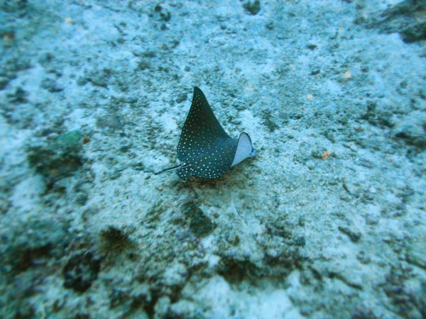 Stingray under the sea — Stock Photo, Image