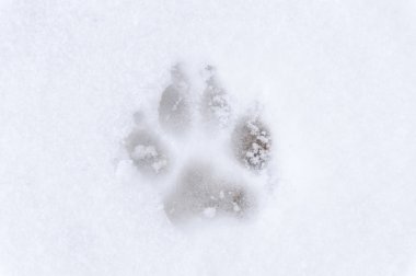Köpek ayak izi frost