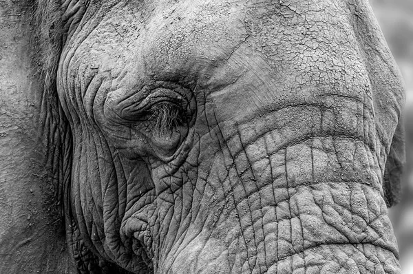 아프리카 코끼리-텍스처의 얼굴의 클로즈업 초상화 — 스톡 사진