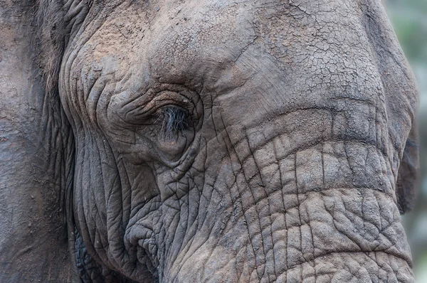 아프리카 코끼리의 얼굴의 클로즈업 초상화 — 스톡 사진