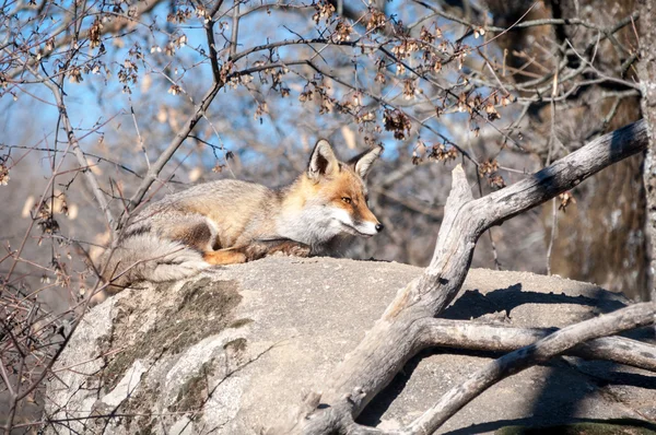 Liška, ležící na skále odpočívá pod horkým sluncem - 2 — Stock fotografie