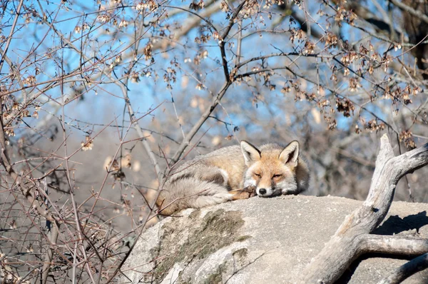 Fox, leżącego na odpoczynek w słońcu w skale — Zdjęcie stockowe
