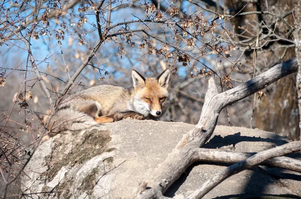 Αλεπού ξαπλωμένος σε ένα βράχο που ξεκουράζονται κάτω από τον καυτό ήλιο - 3 — Φωτογραφία Αρχείου
