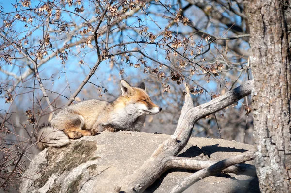 Αλεπού ξαπλωμένος σε ένα βράχο που ξεκουράζονται κάτω από τον καυτό ήλιο - 5 — Φωτογραφία Αρχείου