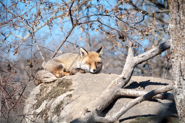 Fox που βρίσκεται πάνω σε ένα βράχο που ξεκουράζονται κάτω από τον καυτό ήλιο - 6 — Φωτογραφία Αρχείου