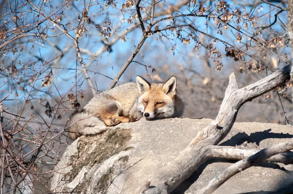 Αλεπού ξαπλωμένος σε ένα βράχο που ξεκουράζονται κάτω από τον καυτό ήλιο - 9 — Φωτογραφία Αρχείου