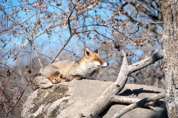 Αλεπού ξαπλωμένος σε ένα βράχο που ξεκουράζονται κάτω από τον καυτό ήλιο - 8 — Φωτογραφία Αρχείου