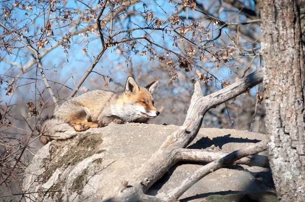 Αλεπού ξαπλωμένος σε ένα βράχο που ξεκουράζονται κάτω από τον καυτό ήλιο - 7 — Φωτογραφία Αρχείου