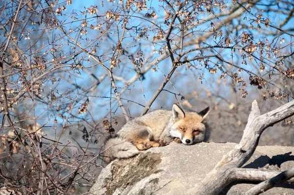 Fox που βρίσκεται πάνω σε ένα βράχο που ξεκουράζονται κάτω από τον καυτό ήλιο - 10 — Φωτογραφία Αρχείου