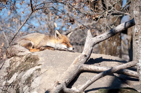 Αλεπού ξαπλωμένος σε ένα βράχο που ξεκουράζονται κάτω από τον καυτό ήλιο - 12 — Φωτογραφία Αρχείου
