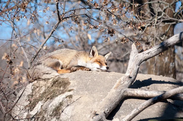 Αλεπού ξαπλωμένος σε ένα βράχο που ξεκουράζονται κάτω από τον καυτό ήλιο - 13 — Φωτογραφία Αρχείου