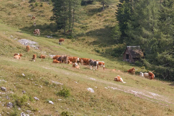 Widok z góry krajobraz i krowy od kolejek linowych — Zdjęcie stockowe