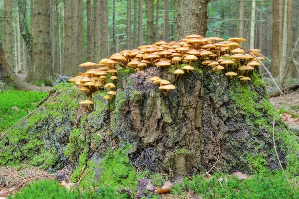 Houby ve dřevě — Stock fotografie