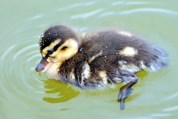Wild duck on a lake — Stock Photo, Image