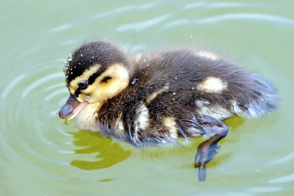 Wilde eend op een meer — Stockfoto