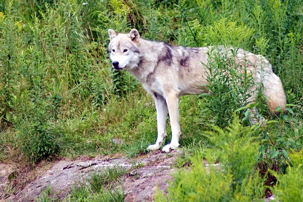 Lobo salvaje en el bosque — Foto de Stock