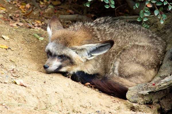 Wild dog — Stock Photo, Image