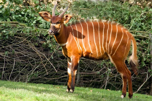 Antilope selvatica — Foto Stock