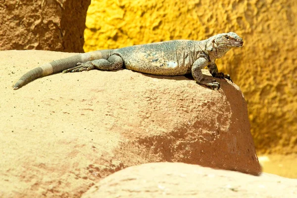 Wild lizard on the sand — Stock Photo, Image